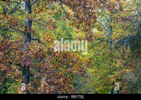 Bäume im Herbst, Herbstlaub, Herbst Blätter Stockfoto
