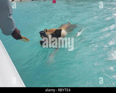 Pig Beach ist eine unbewohnte Insel Exuma, Bahamas entfernt. Die Insel hat ihren inoffiziellen Namen aus der Tatsache, dass es Schweine bevölkert ist. Stockfoto