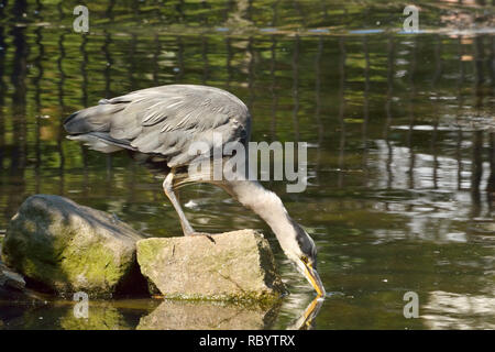 Heron dips Schnabel ins Wasser, trinken Wasser aus dem Teich. Stockfoto