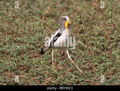 Weiß - gekrönte Kiebitz (Vanellus albiceps) Stockfoto