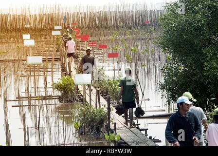 Thai Freiwilligen aus aller Teil arbeiten am Werk junge mangrovenbäume in Wiederaufforstung Globale Erwärmung an den Ufern an banpu Beach zu reduzieren. Stockfoto