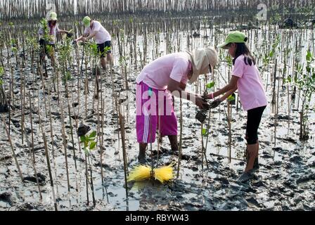 Thai nicht identifizierte Familie freiwillige Helfer, die sich in Pflanzen junge mangrovenbäume in Wiederaufforstung Globale Erwärmung an den Ufern an Bangpu Strand zu reduzieren. Stockfoto