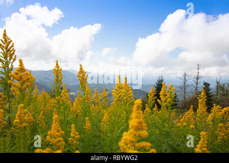 Goldrute Wildblumen in den Vordergrund einer wunderschönen Berglandschaft auf Runden Kahlen in der Roan Hochland von North Carolina Stockfoto