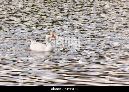 Gans schwimmen in einem See Stockfoto