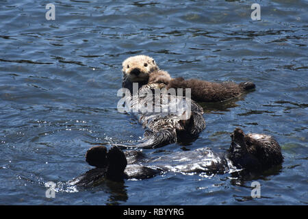 Trio der Seeotter alle auf ihrem Rücken zusammen Rafting in der Bucht. Stockfoto