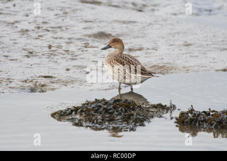 Weibliche oder Ente Northern pintail (Anas acuta) am Wattenmeer bei Ebbe Stockfoto