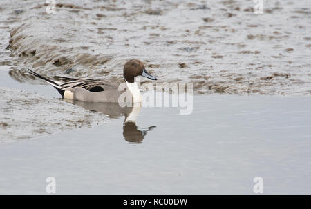 Männliche oder Drake Nördlichen pintail (Anas acuta) Schwimmen in einem Stream auf Wattenmeer bei Ebbe Stockfoto