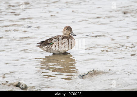 Weibliche Eurasischen oder Common teal (Anas crecca) am Wattenmeer bei Ebbe Stockfoto