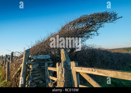 Ein Verwehtes Baum auf einem ausgesetzten Küste mit Trockenmauern Wand und Tor. Osten fliegen, Salcombe, South Hams. Devon. Großbritannien Stockfoto