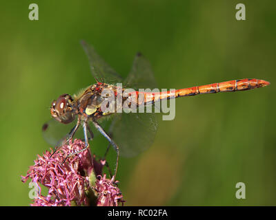 Makro mit einem lächelnden Heide Libelle auf eine Blume Stockfoto