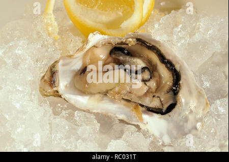 frische Austern Stockfoto