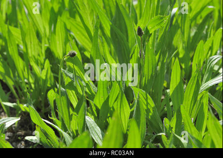 Spitzwegerich, Plantago integrifolia, Heufressa, Spitzfederich Rossrippe Ripplichrut,,,,, Wegetritt Spitz-Wegeblatt Spießkrau, Lungemnblattl | Plantago Stockfoto