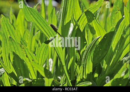 Spitzwegerich, Plantago integrifolia, Heufressa, Spitzfederich Rossrippe Ripplichrut,,,,, Wegetritt Spitz-Wegeblatt Spießkrau, Lungemnblattl | Plantago Stockfoto