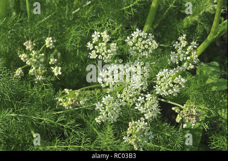 , Bärwurz Meum athamanticum, in der Blüte | Meum athamanticum, Baldmoney Stockfoto