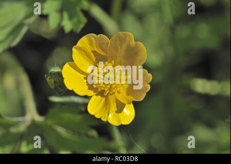 Scharfe Hahnenfuß, Ranunculus acris, Butterblume, Brennkraut, gichtkraut, Gilberich, Hahnentritt, Schmalzblume | Ranunculus acris Multiplex, gemeinsame bu Stockfoto