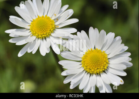 Peremus Gänseblümchen, Bellis, Bellis Tausendschön, Maßliebchen | peremus Stockfoto