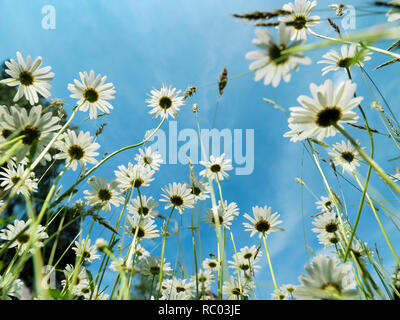 Margeriten Stockfoto