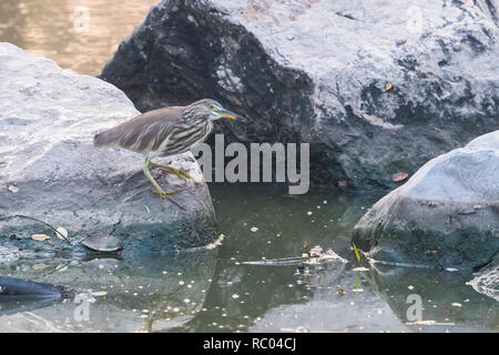 Junge indische Teich Heron auf Big Rock in einem Teich Stockfoto