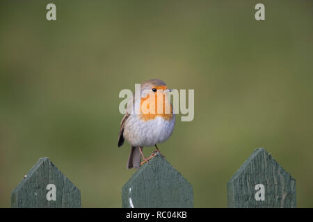 Europäische Rotkehlchen, Erithacus rubecula, auf einem Gartenzaun, 2019 Stockfoto