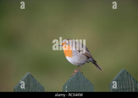 Europäische Rotkehlchen, Erithacus rubecula, auf einem Gartenzaun, 2019 Stockfoto