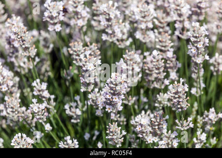 In Weiß und Lavendel, Lavandula angustifolia entivia Silber' Stockfoto