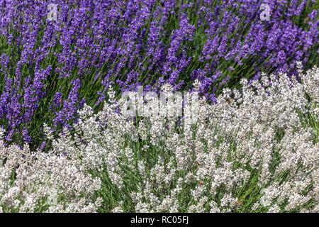 Weißer Lavendel, Lavandula angustifolia „Sentivia Silver“ und Lavendel „Hidcote Blue“, bienenfreundliche Pflanzen an der Grenze zu weißen Gärten Stockfoto