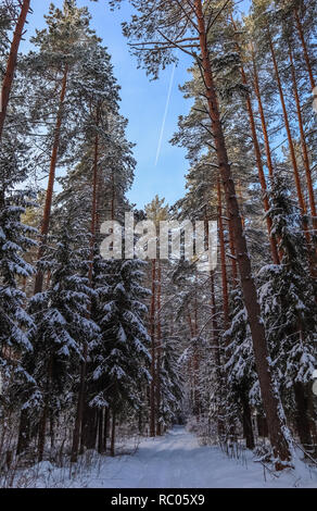 Verschneiten Winterwald in einen sonnigen Tag auf dem Hintergrund des blauen Himmels mit Jet. Weißer Schnee weg und eine Menge thin schneebedeckten Zweigen Stockfoto