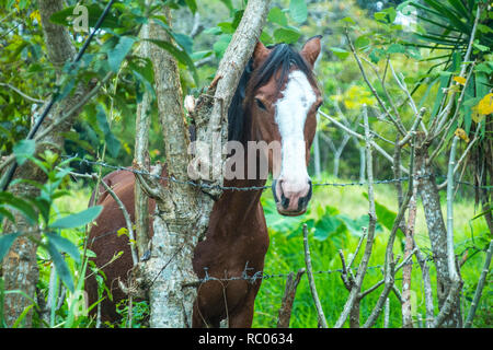 Das Portrait einer schönen braunen Pferd eingeschlossen auf einer grünen Wiese Stockfoto