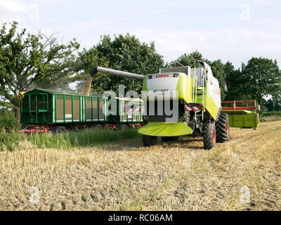 Kombinierte harvester Füllung Korn in einen Anhänger auf einem gerstenfeld in der Nähe von Barum, Elbmarsch, Deutschland. Stockfoto