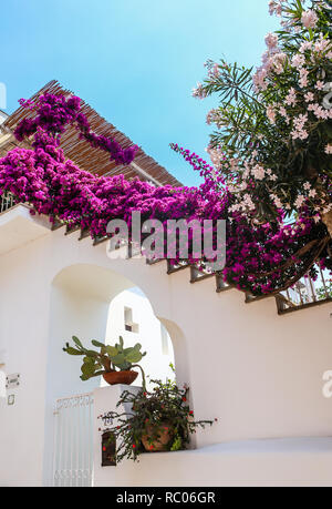 Bourgainvillea wächst über die Treppe in das Dorf von Anacapri auf der Insel Capri, Amalfi Küste, Italien Villa Stockfoto