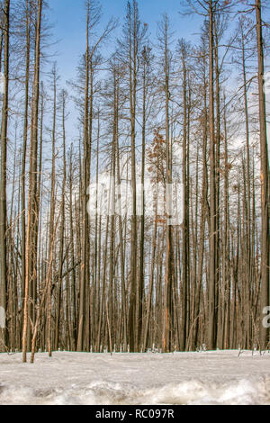 Verbrannt Lodgepole Pine Tree Wald vor Yellowstone Lake im Yellowstone Nationalpark, Wyoming Stockfoto