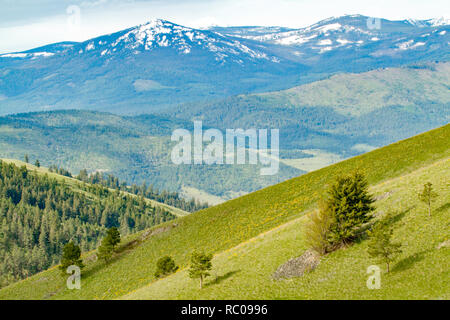 Palouse Prairie Grasland auf steilen Hügeln in National Bison Range, Montana Stockfoto