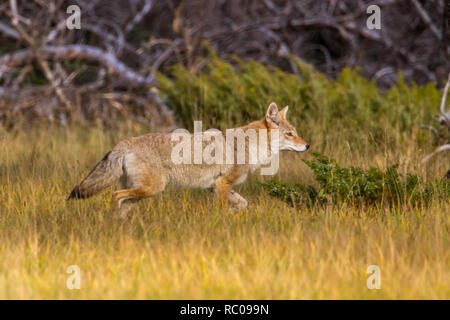 Seitenansicht des wild Coyote bewegen durch Gras in der Nähe von Bäumen, wie es im Banff National Park in den Abend Licht reist. Stockfoto