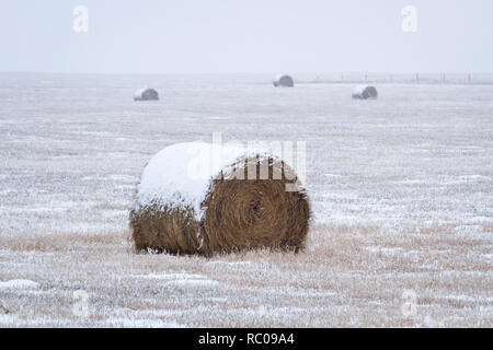 Heu- und Feld sind teilweise mit Schnee an trüben Wintertag im ländlichen Alberta, Kanada. Stockfoto