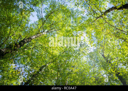 Overhead Birke Vordach von Niederlassungen und hellgrünen Blätter durch sehr hohe Baumstämme und spindeldürren Zweige. Stockfoto