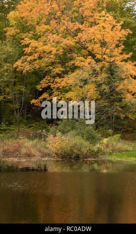 Herbstblätter im Wald spiegeln sich im Fluss in Muskoka Stockfoto