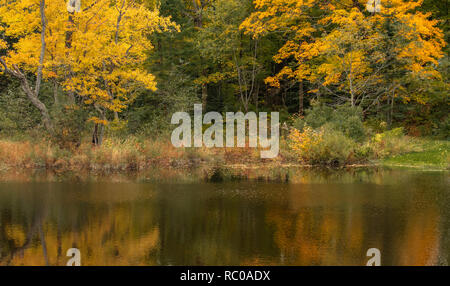 Herbstblätter im Wald spiegeln sich im Fluss in Muskoka Stockfoto