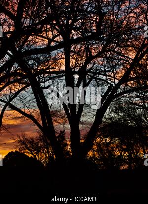 Winter Bäume im Sonnenaufgang Stockfoto