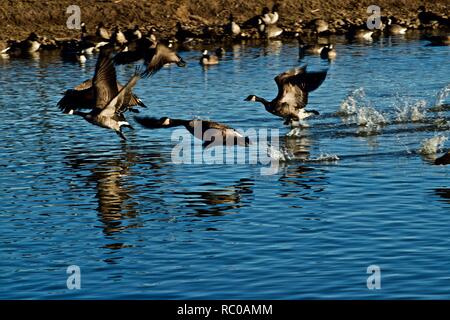 Kanada Gänse vom Roost Teich bei Lindsey City Park, Canyon, Texas Stockfoto