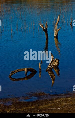 Unter Wasser Holz und Wasser Reflexionen entlang der Küste des Lake McKinsey in der Nähe von Amarillo, Texas. Stockfoto