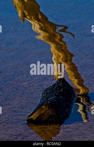 Unter Wasser Holz und Wasser Reflexionen entlang der Küste des Lake McKinsey in der Nähe von Amarillo, Texas. Stockfoto