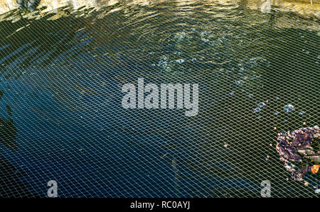 Nahaufnahme des Netting Schutz der Fische in einem Teich an einem Haus in Sheffield, South Yorkshire. Stockfoto