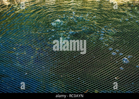 Nahaufnahme des Netting Schutz der Fische in einem Teich an einem Haus in Sheffield, South Yorkshire. Stockfoto