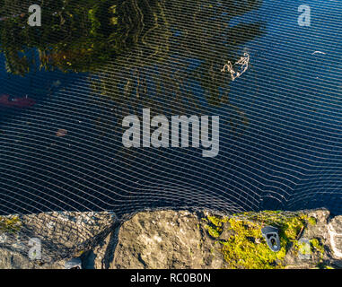 Nahaufnahme des Netting Schutz der Fische in einem Teich an einem Haus in Sheffield, South Yorkshire. Stockfoto