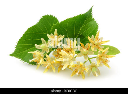 Frische linden Blumen und Blätter auf weißem Hintergrund Stockfoto