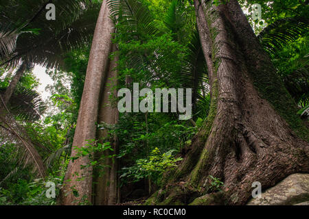 Malaysische unberührten Regenwald mit riesigen Baumstämmen und Palmen. Stockfoto