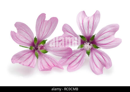 Malve Blumen auf weißem Hintergrund Stockfoto