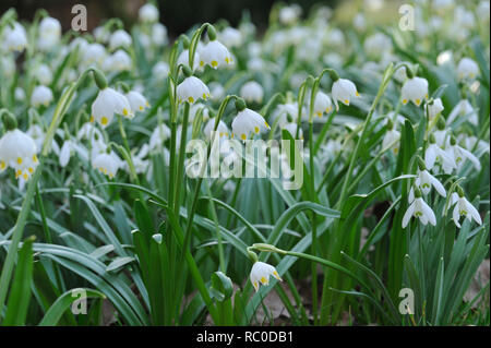 Märzenbecher, Leucojum vernum | Leucojum vernum, Märzenbecher Stockfoto