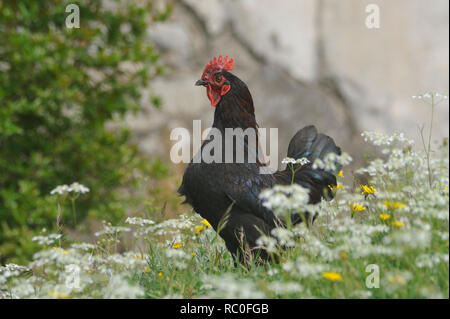 Hühner in freier Natur auf der Wiese Stockfoto