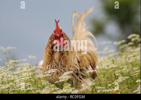 Hühner in freier Natur auf der Wiese Stockfoto